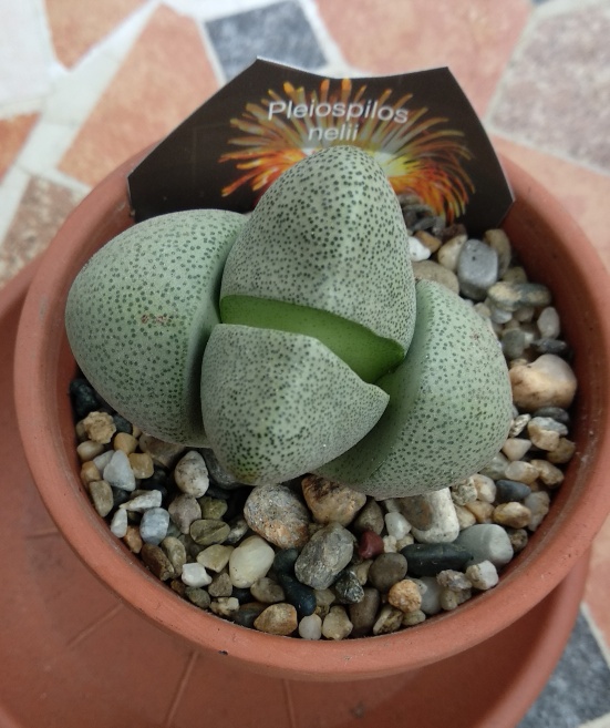 Pleiospilos nellii.jpeg